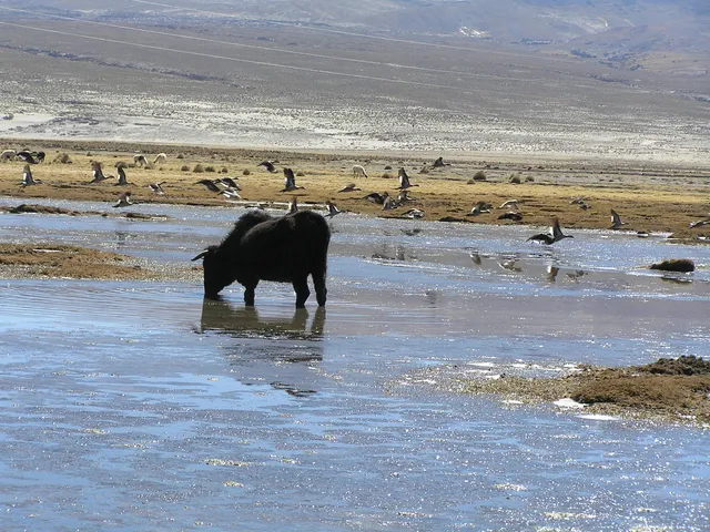 Wasserbüffel im Salar de Uyuni