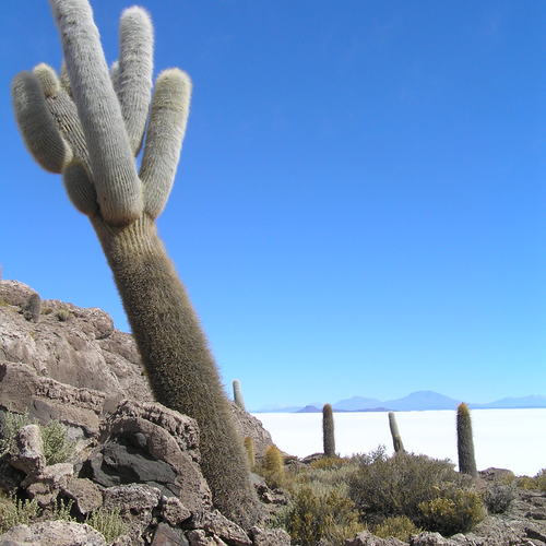 Kakteeninsel im Salar de Uyuni