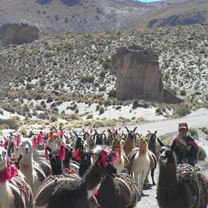 Lamaherde in den Anden bei Sucre
