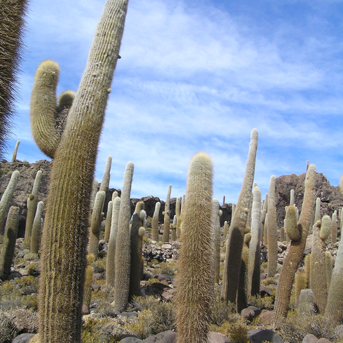 Kakteeninsel im Salar de Uyuni