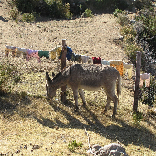 Esel auf der Isla del Sol