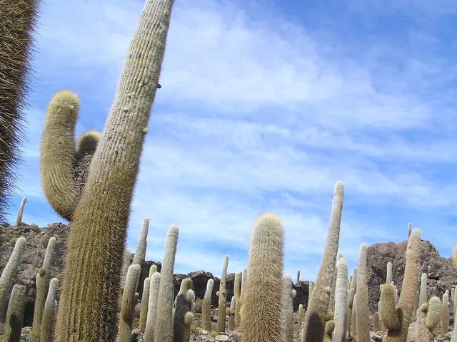 Kakteeninsel im Salar de Uyuni