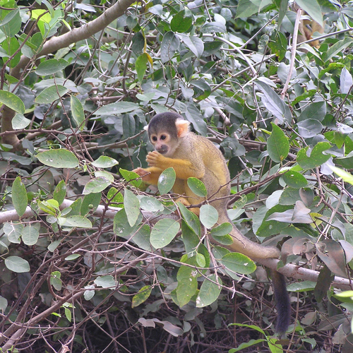Capuccinoaffe in Rurrenabaque